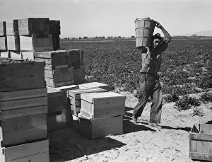 Peas Prints: Pea picker, Imperial Valley, California, 1939. Creator: Dorothea Lange