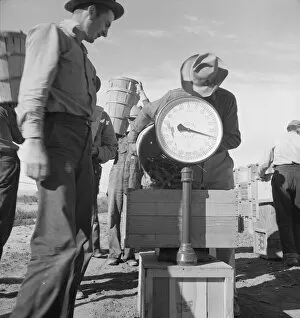Straw Hat Collection: Pea picker at scales, near Calipatria, Imperial Valley, California, 1939. Creator: Dorothea Lange