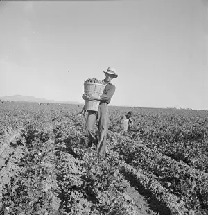 Peas Prints: Pea pickers coming into weigh master