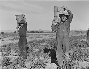 Peas Prints: Pea pickers coming into the weigh master