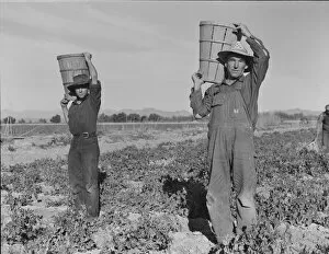 Agricultural Workers Collection: Pea pickers coming into the weigh master, near Calipatria, California, 1939. Creator: Dorothea Lange