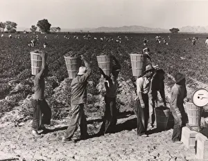 Pea Pickers Line Up on Edge of Field at Weigh Scale, near Calipatria, Im