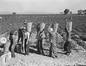 Weighing Gallery: Pea pickers line up on edge of field at weigh scale, near Calipatria, Imperial County, CA, 1939