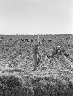 Back Breaking Prints: Pea pickers near Calipatria, California, 1939. Creator: Dorothea Lange