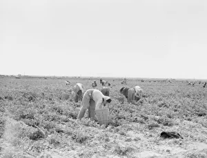 Pea pickers near Calipatria, California, 1939. Creator: Dorothea Lange