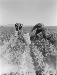 Pea pickers near Calipatria, California, 1939. Creator: Dorothea Lange