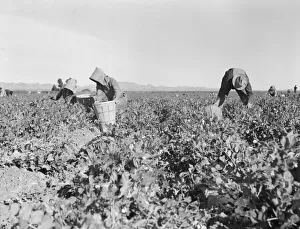 Pea pickers near Calipatria, California, 1939. Creator: Dorothea Lange