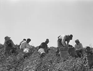 Bending Gallery: Pea pickers at work, San Luis Obispo County, California, 1938. Creator: Dorothea Lange