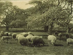 Platinum Prints 1890 1900 Gmgpc Prints: Peace, c1897. Creator: Sarah J. Eddy