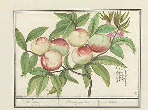 Peaches Prints: Peach, 1596-1610. Creators: Anselmus de Boodt, Elias Verhulst