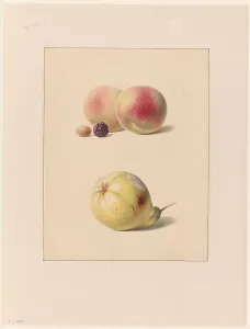 Blackberry Prints: Peach, blackberry and hazelnut and a pear, 1835. Creator: Hendrik Reekers