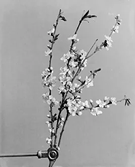 Blossoming Prints: Peach blossoms, between 1900 and 1905. Creator: Unknown