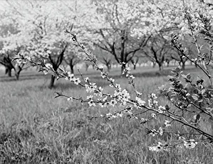 Blossoming Prints: Peach blossoms, between 1900 and 1905. Creator: Unknown
