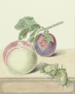 Ripe Prints: Peach, a plum with leaves and a few nuts