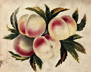 Ripe Prints: Peach (Prunus species): fruits and leaves. Creator: Unknown
