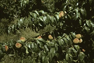 Peach Tree Prints: Peach trees in an orchard, Delta County, Colo. 1940. Creator: Russell Lee