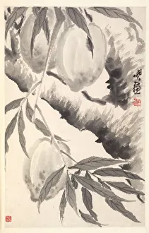 1644 1911 Prints: Peaches, 1788. Creator: Min Zhen (Chinese, 1730-after 1788)