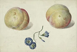 Convolvulus Arvensis Prints: Two peaches and a flower, 1792-1861. Creator: Georgius Jacobus Johannes van Os