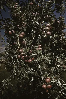 Malus Pumila Prints: Peaches [i. e. apples] on a tree