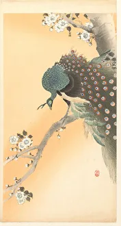 Koson 1877 1945 Prints: Peacock on cherry tree. Creator: Ohara, Koson (1877-1945)