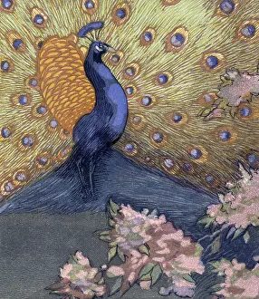 Display Prints: Peacock displaying its tail; scene from 'The Jungle Book'