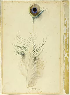 Peacock Feather, 1877. Creator: John Ruskin
