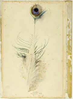 Ruskin John Collection: Peacock Feather, 1877. Creator: John Ruskin