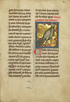 A Peacock; De Natura Avium; De Pastoribus et Ovibus; Bestiarium, 1277 or after. Creator: Unknown