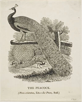 Woodcutwoodcut On Ivory Wove Paper Collection: Peacock, n.d. Creator: Thomas Bewick