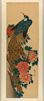 Plumage Gallery: Peacock and peonies, early 1840s. Creator: Ando Hiroshige