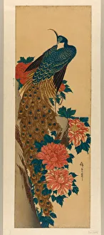 Peacock Feather Prints: Peacock and peonies, early 1840s. Creator: Ando Hiroshige