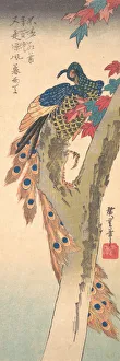 Maple Tree Prints: A Peacock Perched on a Maple Tree, ca. 1833. ca. 1833. Creator: Ando Hiroshige