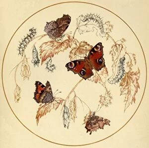 Geoffrey Gallery: Peacock, Smalll Tortoiseshell and Comma Butterflies... c1930s, (1945). Creator: Vere Temple
