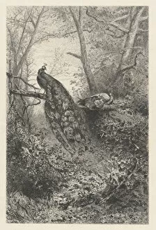 Peacocks on a Branch, ca. 1860. Creator: Karl Bodmer