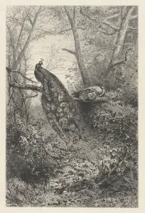 Branches Collection: Peacocks on a Branch, ca. 1860. Creator: Karl Bodmer