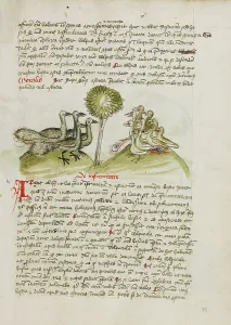 Pen And Black Ink And Coloured Washes Prints: Four Peacocks; Fables, third quarter of 15th century. Creator: Unknown