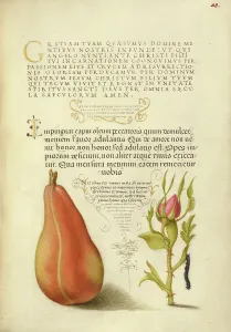 Pear Prints: Pear, French Rose, and Caterpillar