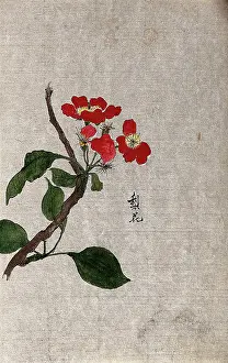 Cancer Prints: A pear (Pyrus species): flowering branch. Creator: Unknown