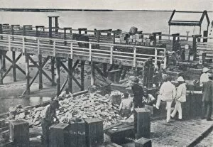 The Pearl Fishing Industry - Packing Shell, 1923. Creator: Unknown