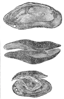 Mussels Prints: The pearl mussel of Scotland, 1864. Creator: Unknown