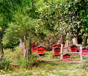 Bees Prints: Peasant apiary near Gagra, between 1905 and 1915