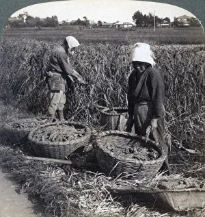 Kanto Prints: Peasants cutting millet, near Yokohama, Japan, 1904. Artist: Underwood & Underwood