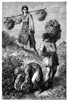 Peasants gathering roses in Roumelia, c1890 Peasants gathering roses in Roumelia, c1890