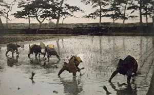 Customs Prints: Five peasants re-planting rice in a paddy field, 1890 s. Creator: Japanese Photographer