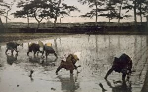 Five peasants re-planting rice in a paddy field, 1890's. Creator: Japanese Photographer