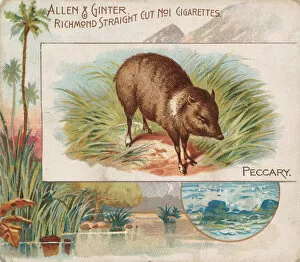 Images Dated 6th November 2020: Peccary, from Quadrupeds series (N41) for Allen & Ginter Cigarettes, 1890