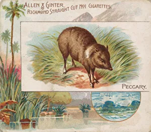Peccary, from Quadrupeds series (N41) for Allen & Ginter Cigarettes, 1890