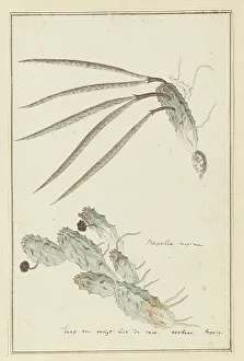 Succulent Prints: Pectinaria articulata (Ait.) Haw. 1777-1786. Creator: Robert Jacob Gordon