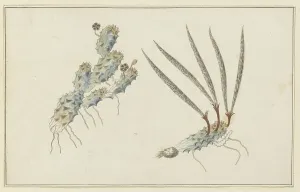 Succulent Prints: Pectinaria articulata (Ait.) (Stapelia Nigrum), 1777-1786. Creator: Robert Jacob Gordon