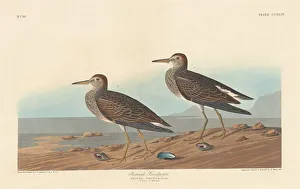 Sandpiper Prints: Pectoral Sandpiper, 1836. Creator: Robert Havell